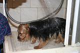 BAIN - YORKSHIRE TERRIER 099